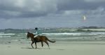 HORSE_01.jpg