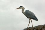 Heron.jpg