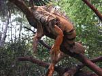 Iguane.jpg
