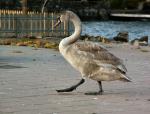 Jeune_Cygne.jpg