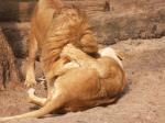 Lion.jpg