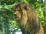 Lion_assis.jpg