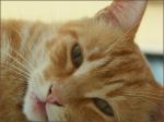Minet.jpg
