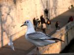 Mouette.jpg