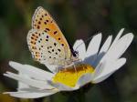 Papillon2.jpg