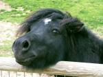 Poney.jpg