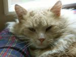 Romeo_4_291203_2.jpg