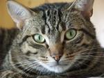 TeddyTheCat.jpg