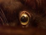Yeux.jpg