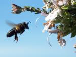 abeille.jpg