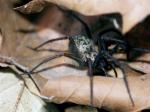 arachnide