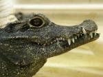 bebeCroco.jpg