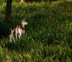 biche91.jpg