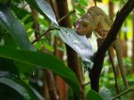 cameleon.jpg