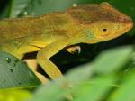 cameleon1.jpg