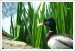 canard-7.jpg