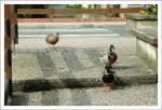 canard-8.jpg