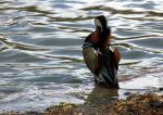 canard_13.jpg