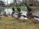 canards