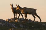 chamois130.jpg