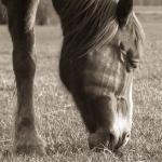 cheval1.jpg
