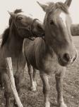 cheval2.jpg