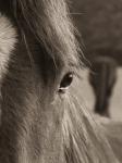 cheval3.jpg
