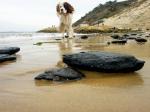 chien144.jpg