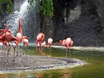 flamands_roses.jpg