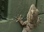 gecko.jpg