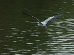 heron-62.jpg