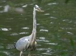 heron-63.jpg