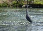 heron_charente.jpg