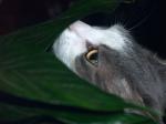 le_chat_et_les_plantes.jpg