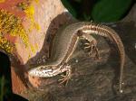 lezard_in_extenso.jpg