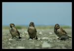 moineau2