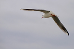 mouette.jpg
