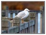 mouette01.jpg