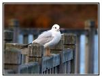 mouette02.jpg