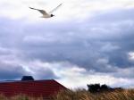 mouette_en_vol.jpg