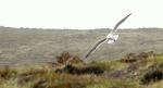 mouette_ouessant.jpg