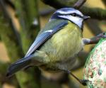 oiseau1R.jpg