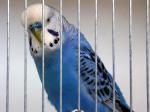 oiseau_bleu.jpg