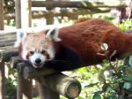 petit_panda.jpg