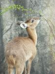 petite_gazelle.jpg