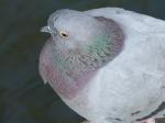 pigeon.jpg