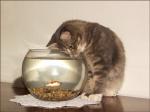 poissonchat.jpg