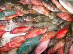 poissons.jpg