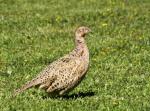 poule.jpg