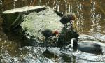 printemps-poules.jpg